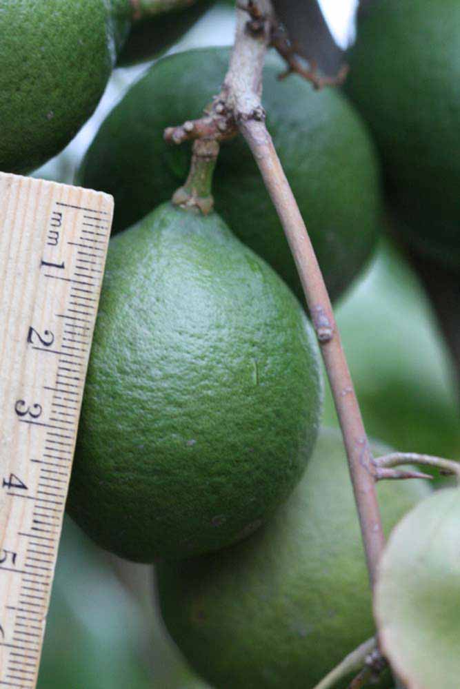            Fruit (Riverside, CA)   